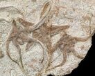 Ordovician Brittle Star (Ophiura & Stenaster) Plate With Crinoid #49212-1